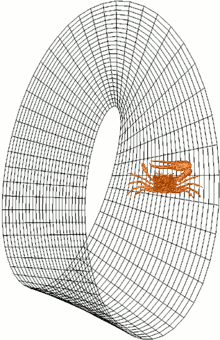 Crab on Mobius Strip